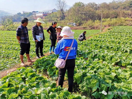 订单种植显成效 农民增收笑开颜