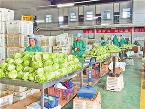 "春天"农产品 靠质量信用闯世界_新闻频道_中国青年网