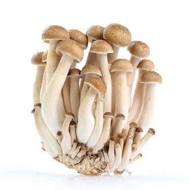 8月份适合种什么蔬菜