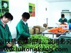 厦门价位合理的鹭宏康果蔬·厂家直销 市辖区厦门蔬菜配送图片|厦门价位合理的鹭宏康果蔬·厂家直销 市辖区厦门蔬菜配送产品图片由厦门鹭宏康果蔬公司生产提供-