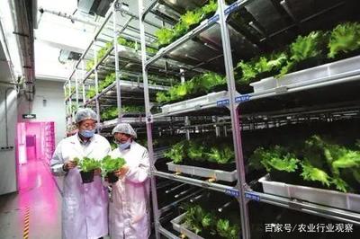 植物工厂:90%不盈利,然而产品符合消费趋势,未来价值可期
