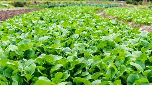 蔬菜价格10月暴涨, 菜比二师兄的肉还贵 是怎么回事