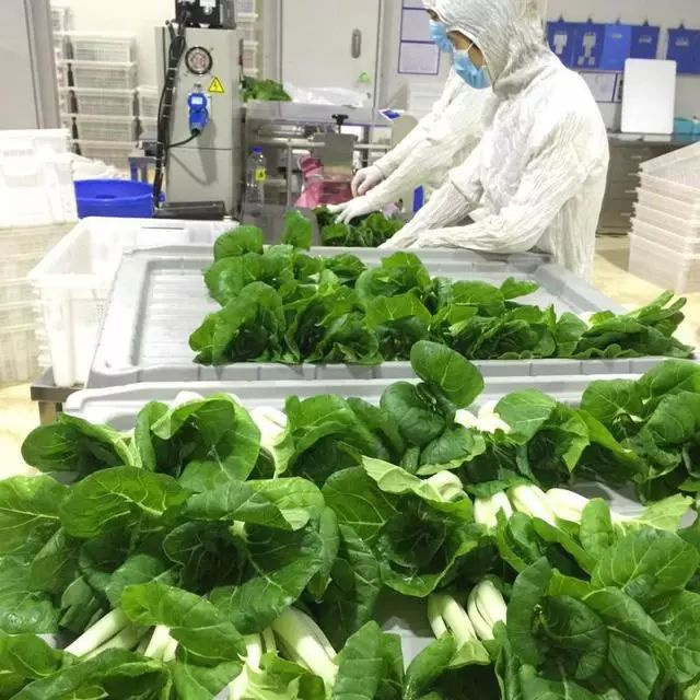厉害了!LED植物工厂蔬菜荣登金砖国宴