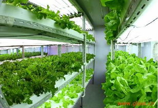 奥玻研发高科技产品 植物光源