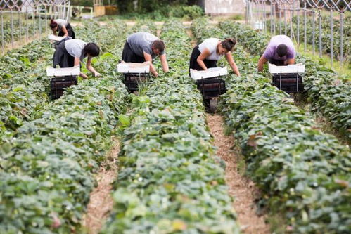 受疫情影响,英国8万亿元农产品陷危机 40亿颗草莓1.7亿只苹果