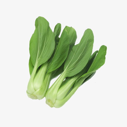油菜蔬菜绿色食品素材图片免费下载 高清产品实物png 千库网 图片编号5558630