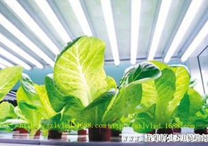 室内植物灯管 室内led植物培育灯管 适合蔬果培育led植物灯 畅销