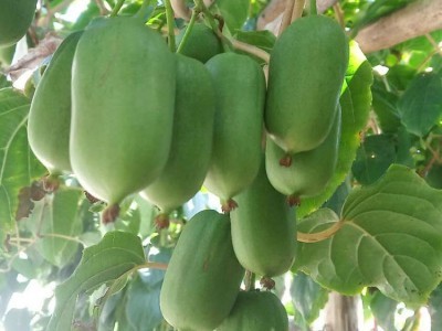 农之宝农宝商城信息属于农之宝平台(www.nzb555.com)包含蔬菜,水果,禽畜肉蛋,粮油米面,农资农机,种子种苗,水产,农副加工等产品类目,为广大商家企业提供更便捷的交易方式。