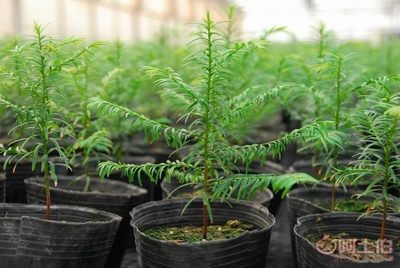 厂家批发营养钵、营养杯、育苗盆、种植袋，苗木蔬菜花卉专用产品介绍