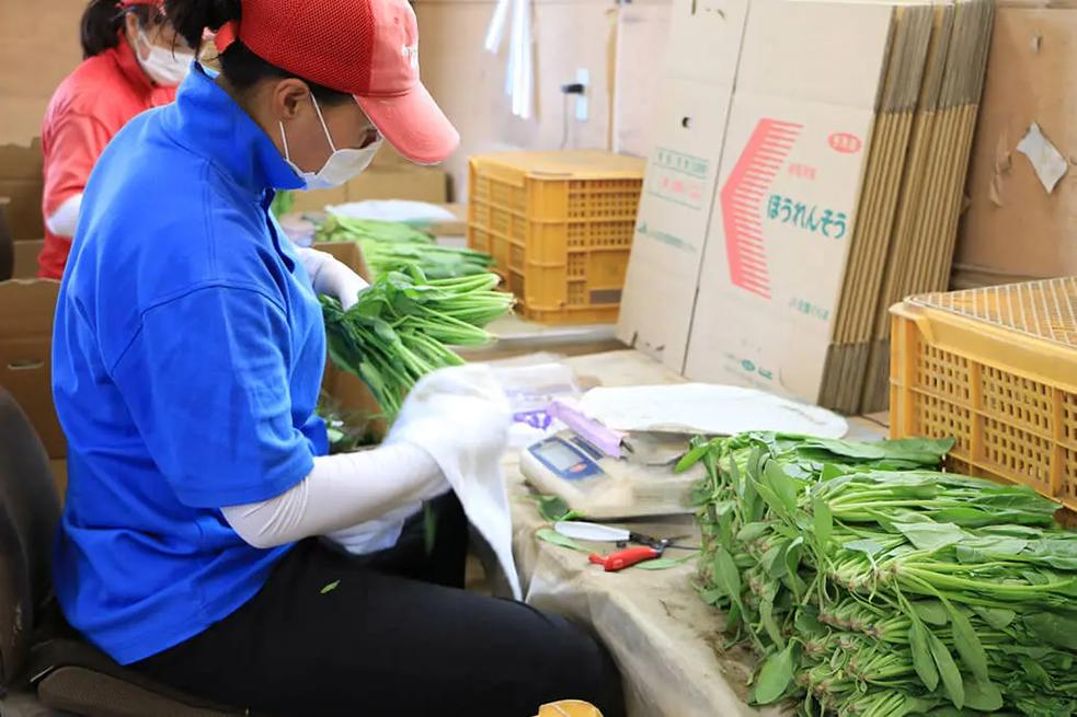 从田间到餐桌 真实的农业种菜、加工与农副产品收购全貌