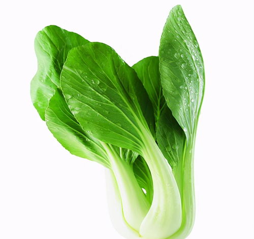 春雨润新绿 浅谈春雨后蔬菜的营养价值与美味